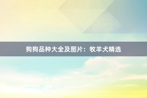 狗狗品种大全及图片：牧羊犬精选